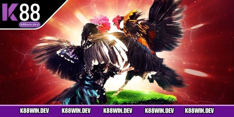 Ưu đãi đá gà hấp dẫn dành cho hội viên